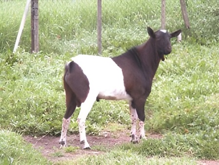 La Cabra Pitiusa, cabra Ibicenca (cabra eivissenca)