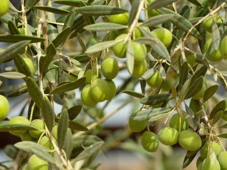 Aceite de Oliva Ibiza. Oli d'oliva Eivissa. Aceitunas en el árbol