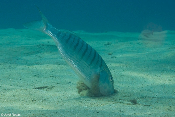 Un Lithognathus mormyrus (Mabre, pez herrera) en el fondo marino