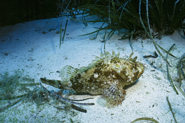 Escorpión negro (rascacio, rascassa), pez con capacidad mimética y con la cabeza osificada