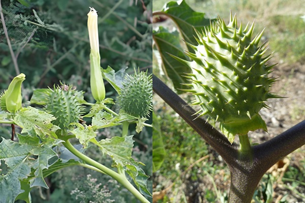 Fotos de Estramonio (Datura Stramonium)