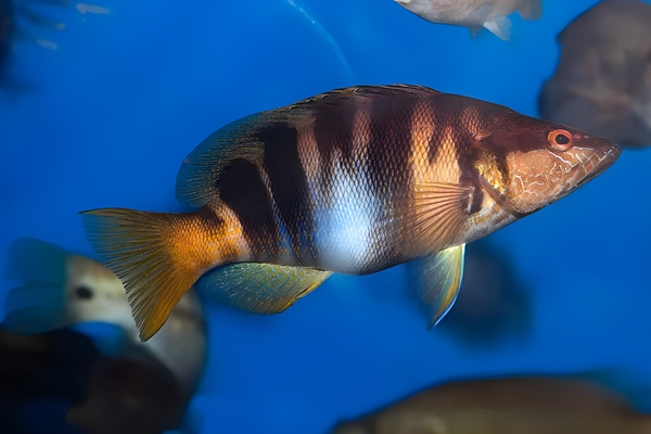 Serrano. Vaca, vaqueta. (Serranus scriba)