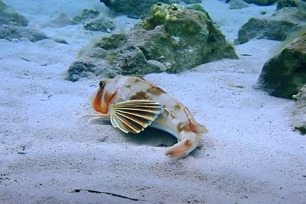 Bejel (Juliola, rubio, alfóndiga): Peces de Ibiza (Eivissa)