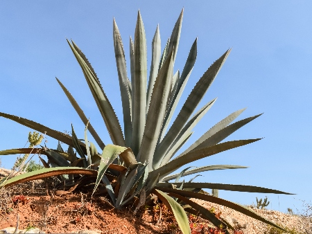 Ibizaloe: Planta de Aloe Vera