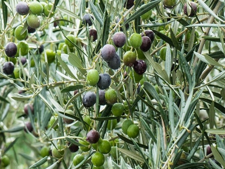 Agricultura de Ibiza: Aceitunas, olives