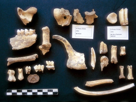 Restos óseos de ovicáprido de la sima de Es Pouàs (UIB)