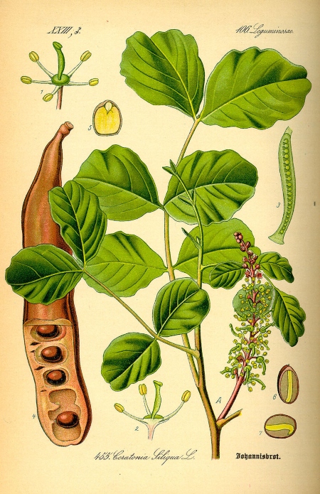 Dibujo de hojas y semillas de Algarrobo