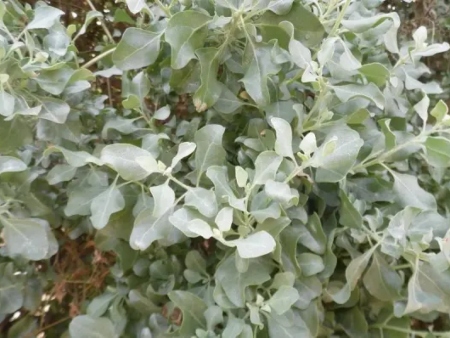 Herba pudenta (Orgaza, Verrucaría, Ortiguilla mansa, ortiga mansa, mercurial)