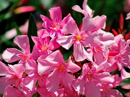 Baladre (Adelfa): Flores de la planta